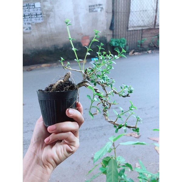[HCM]Sam Hương Bonsai