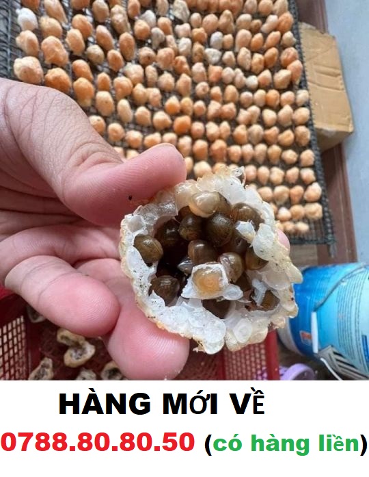 Trứng Ốc thái lan 5 ổ trứng lớn ( ốc trưởng thành 5-7 con 1kg )"