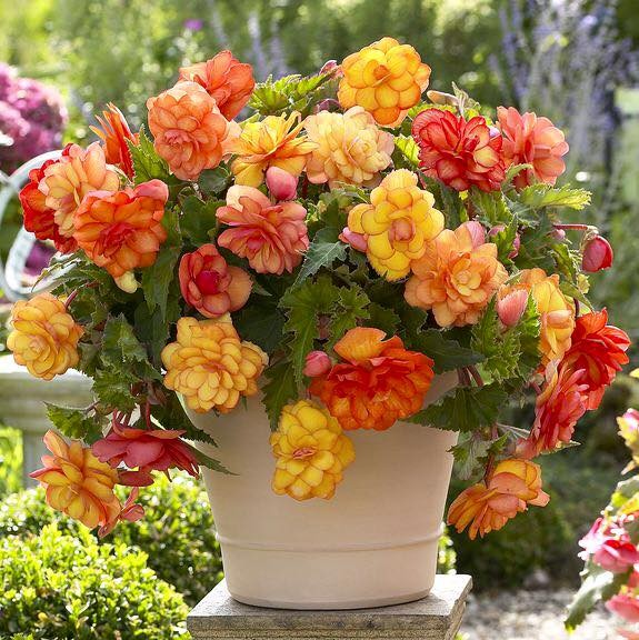 Bộ 3 gói Hạt giống hoa thu hải đường kép mix - Tặng gói phân bón