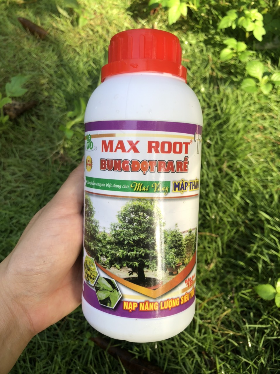 Phân bón Maxroot Bung Đọt Ra Rễ Mai Vàng
