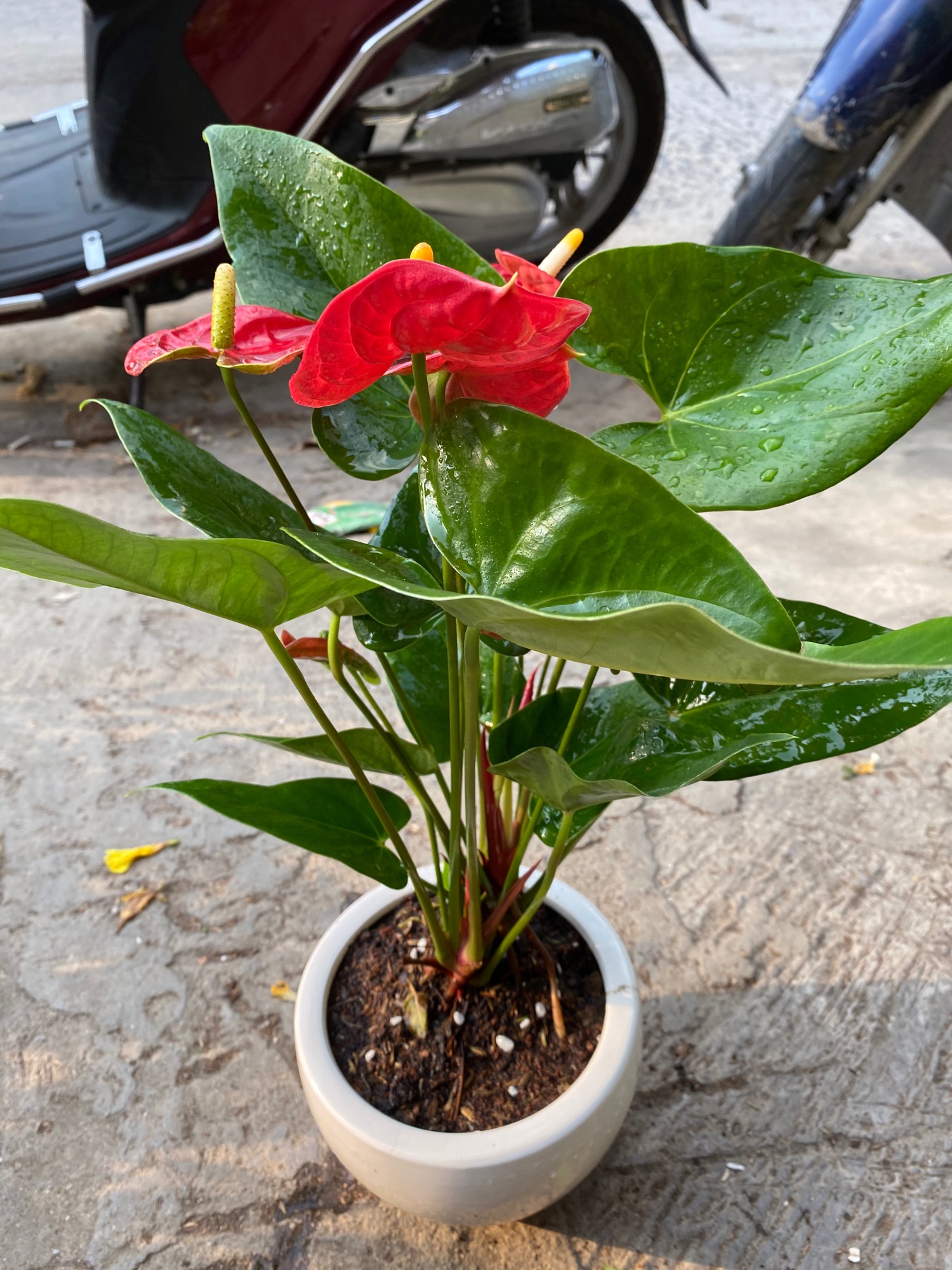 [HCM]CÂY HỒNG MÔN SIÊU NỤ - TẶNG CHẬU SỨ ĐỂ BÀN