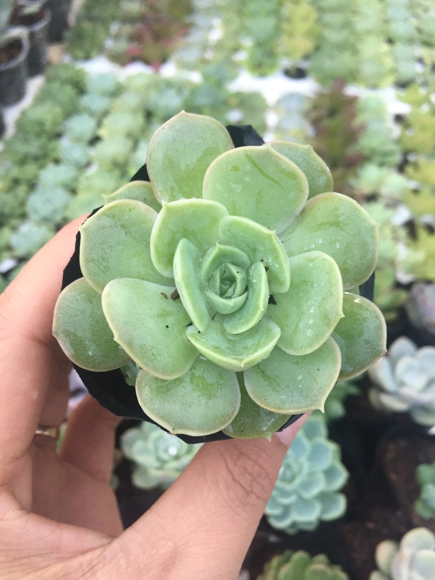 Combo 5 sen đá size nhỏ (shop sẽ lựa ngẫu nhiên khác loại)