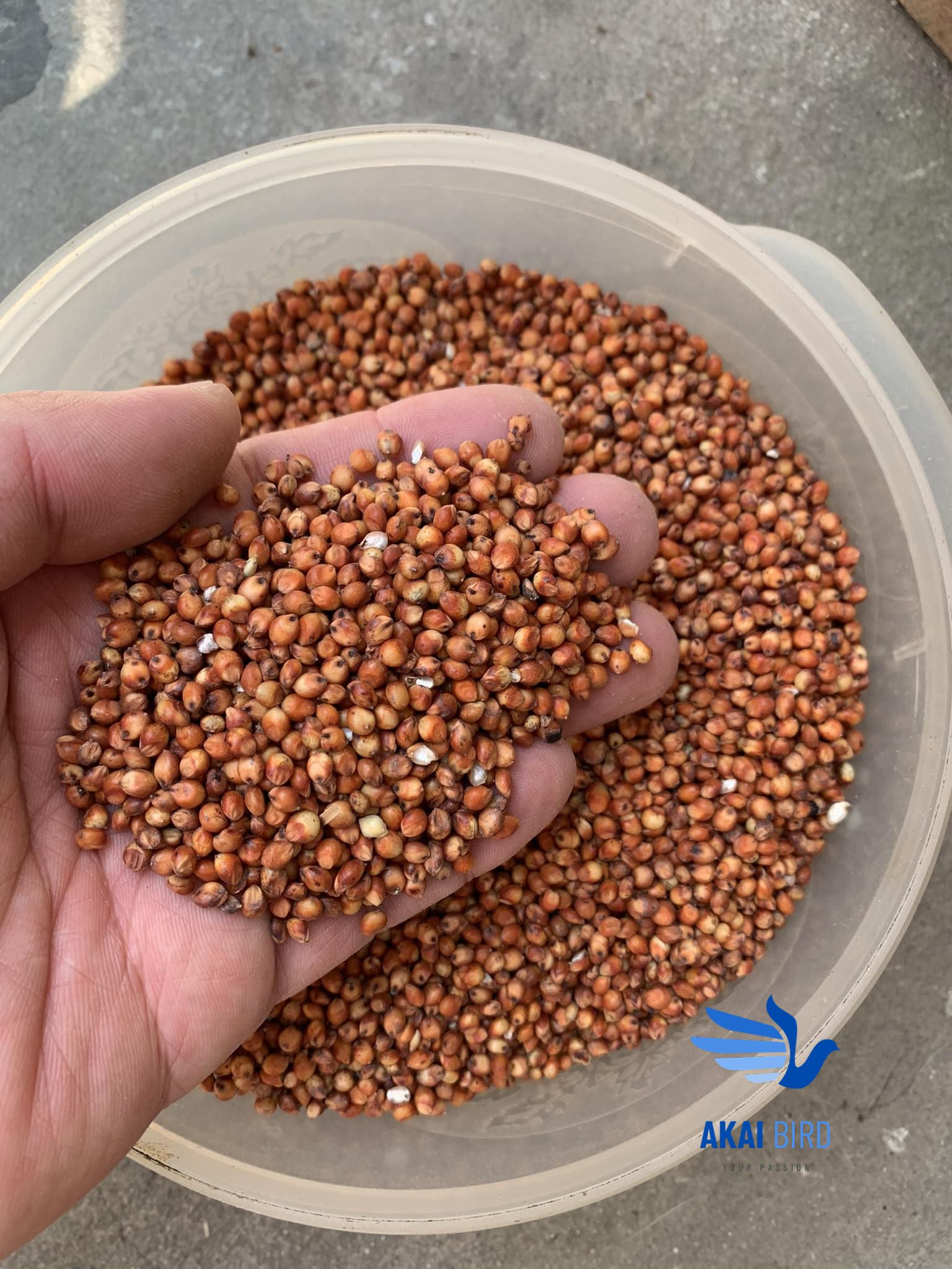 [1KG] Hạt Bo Bo Đỏ / Trắng (Hạt Ý Dĩ / Cườm Thảo) Đa Công Dụng...
