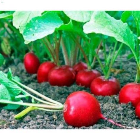 Hạt củ cải đỏ tròn f1 - gói 5 gram