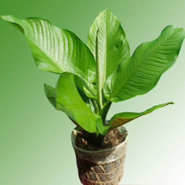 CÂY ĐẠI PHÚ GIÁ - CÂY PHONG THỦY MANG  LẠI TÀI SẢN, SỨC KHỎE KHÔNG GIAN ĐẸP CHO GIA CHỦ