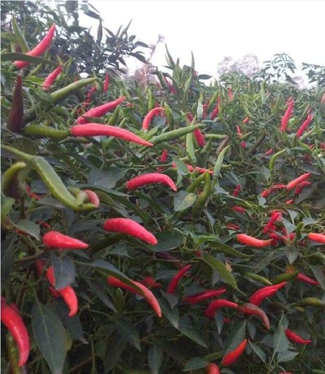 Super Spicy Chili Seeds - Pack of 30 Seeds