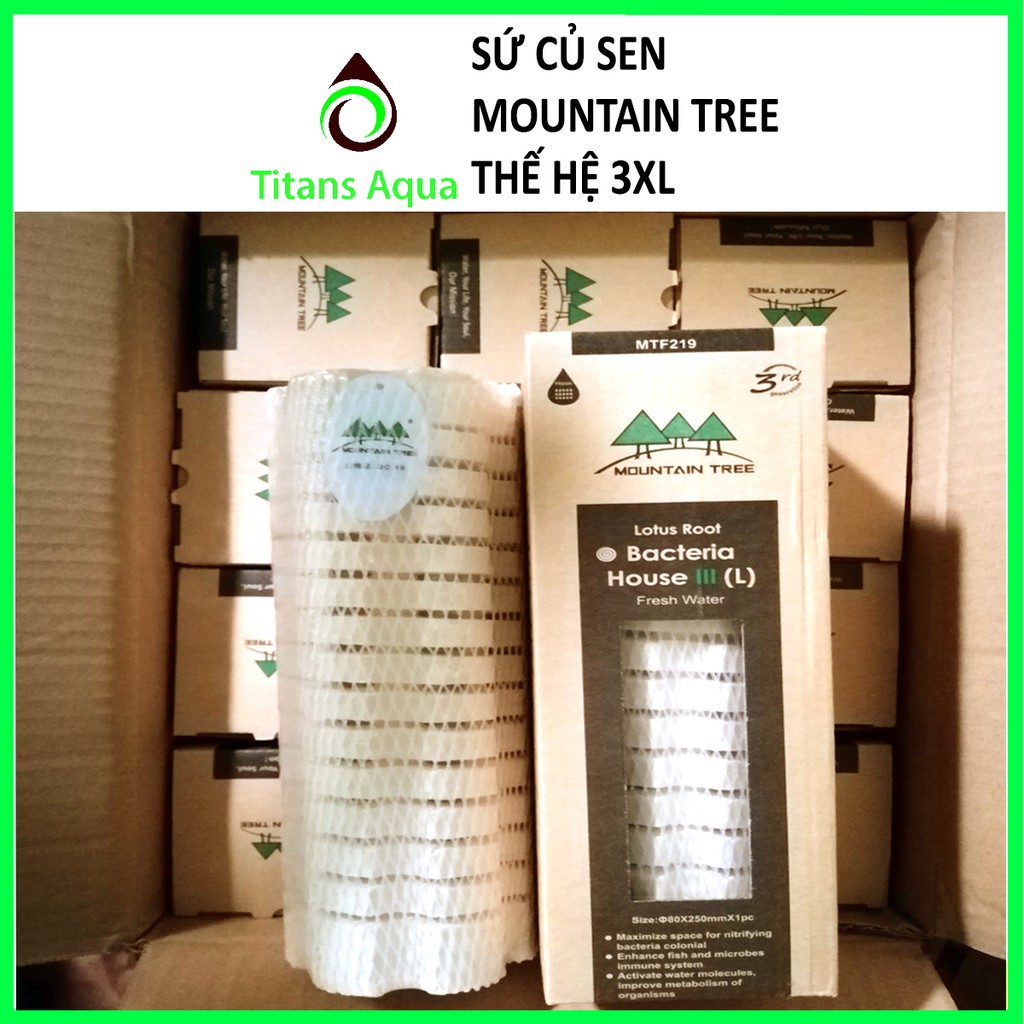 1 THÙNG 12 THANH SỨ CỦ SEN MOUNTAIN TREE THẾ HỆ 3XL - ROOT 3