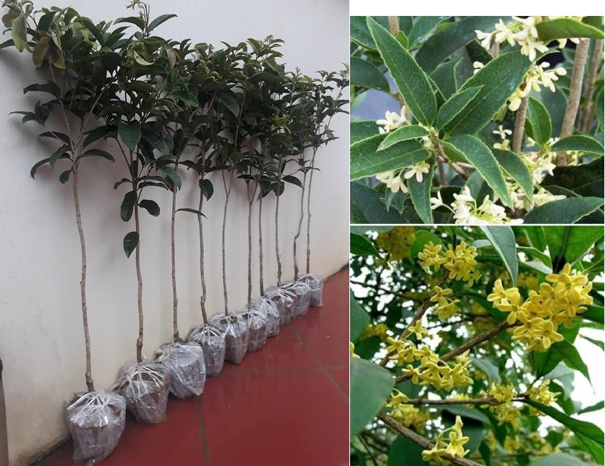 CÂY MỘC HƯƠNG TA - CÂY BẦU LỚN, HOA THƠM NGÁT, CÂY PHONG THỦY - THỊNH VƯỢNG , CÂY Y HÌNH , tặng kèm 0,3kg phân hữu cơ.