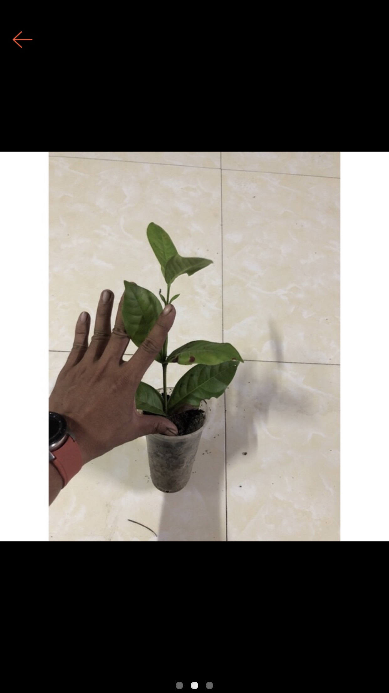 Bông trang mỹ vàng nghệ ( cây giống)
