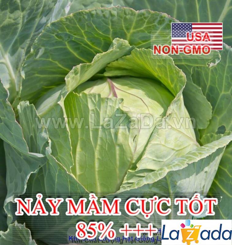 1Gr Hạt Giống Bắp Cải Quận Chặt Đậm Đà Copenhagen (A5.204| C46*W51*M021)