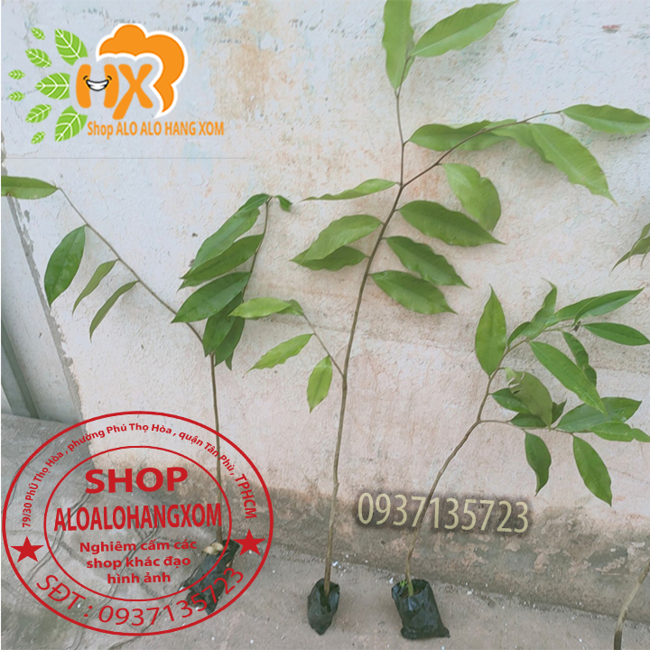 [HCM]combo 5 cây  gió bầu (cây giống)