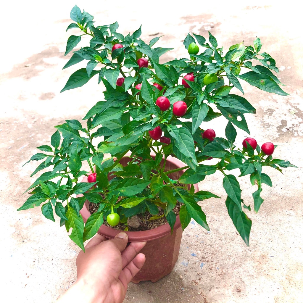Cây ớt nhật đang hoa và quả tròn