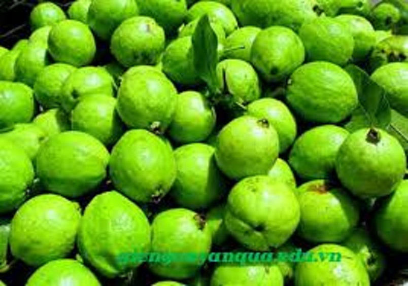 ỔI TỨ QUÝ (ỔI GĂNG, ỔI ĐÔNG DƯ)