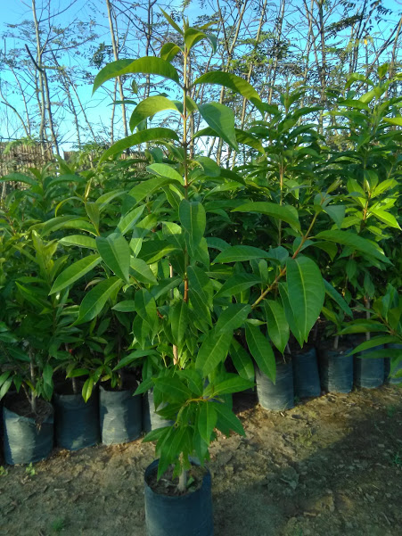 Cây Vối - thân lớn, cắt ngọn,  cao 1m,