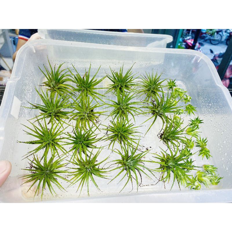 Cây Không Khí (kim yến) - set bình terrarium, gắn lũa, đá hồ bán cạn