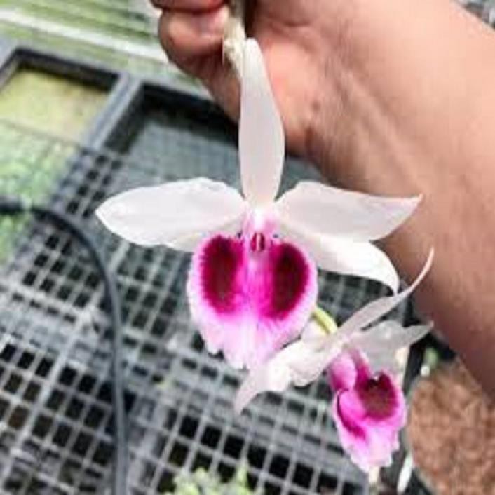 [FREESHIP - Xả Khô Máu] Hoa lan phi điệp- mít xuân sơn(cây cao 25cm)+ 700g phân thỏ hữu cơ
