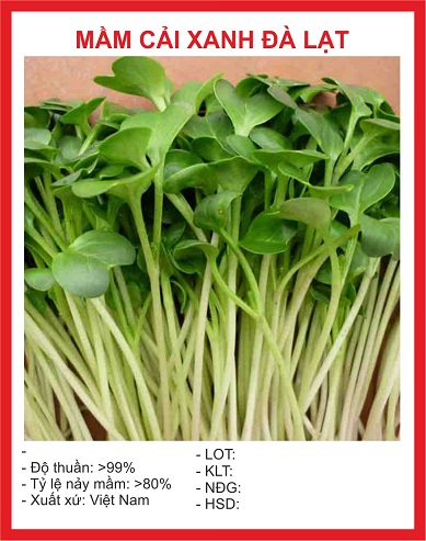 Hạt giống Mầm cải xanh Đà Lạt 50gr/gói