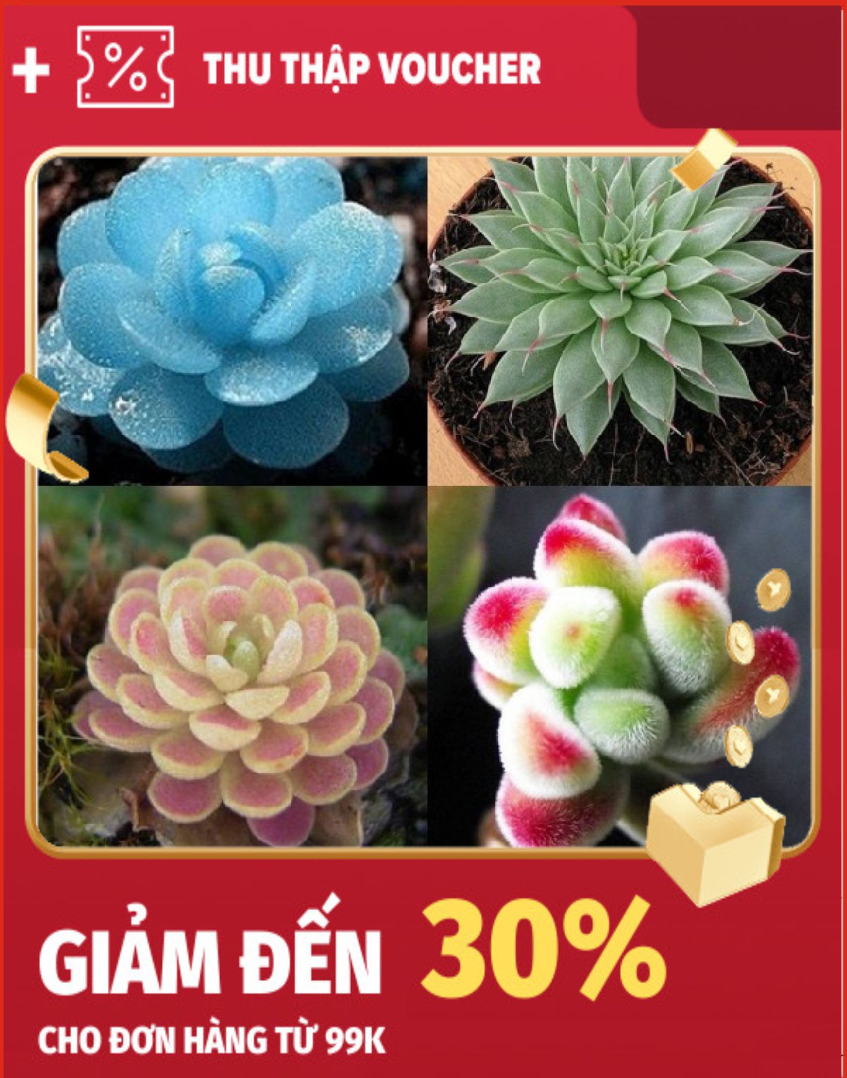 Hạt giống Hoa Sen đá 20 Hạt