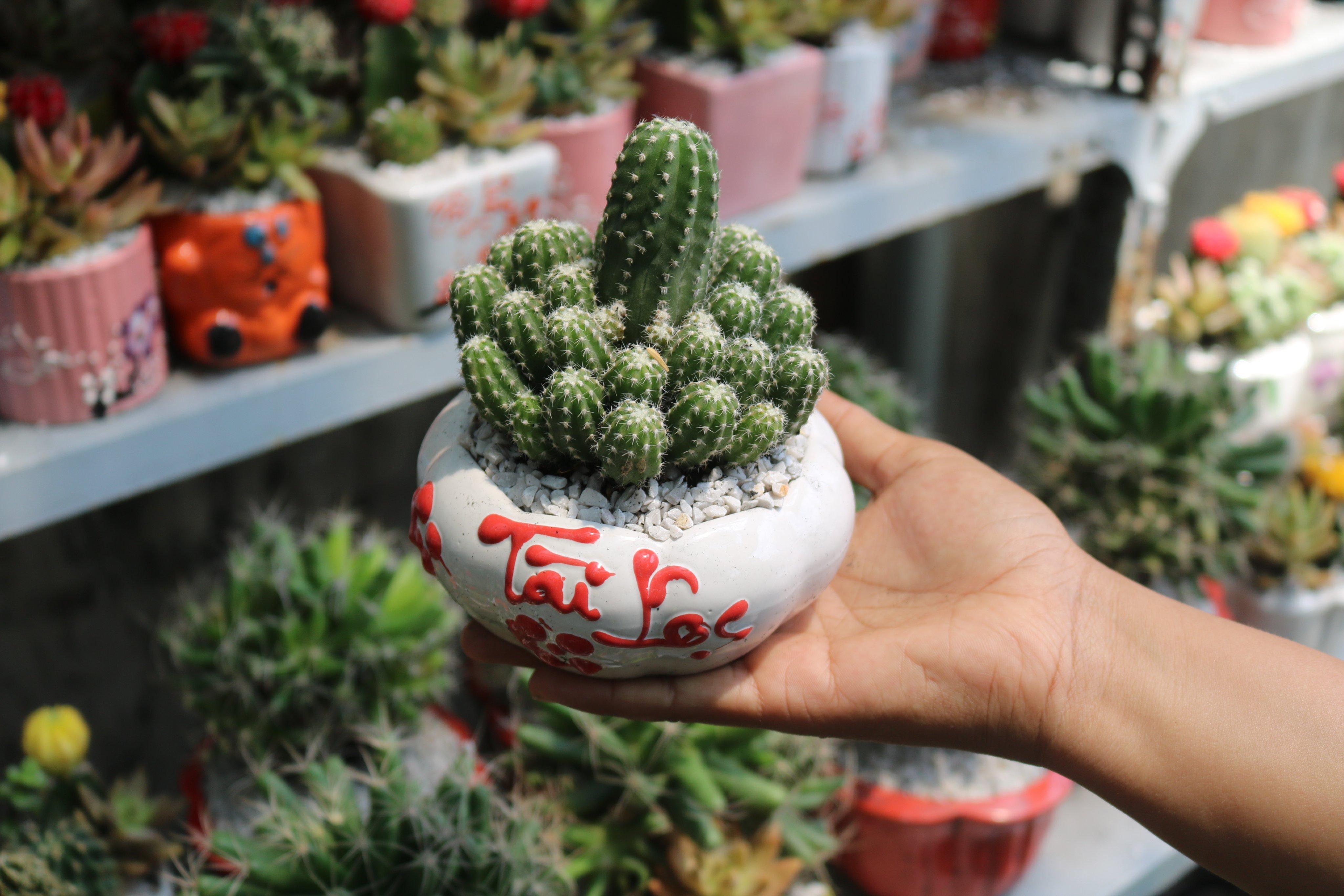 Chậu Sứ Xương Rồng chùm