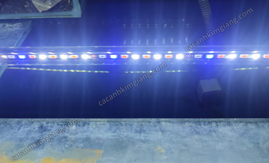 Đèn Led chìm 120cm 100cm 80cm 3 chế độ màu