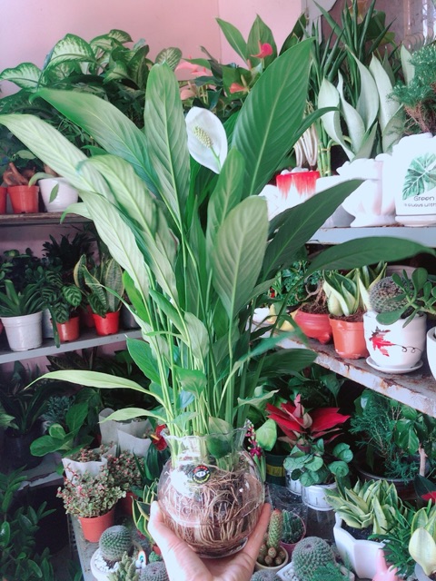 Chậu Cây Hoa Lan Ý