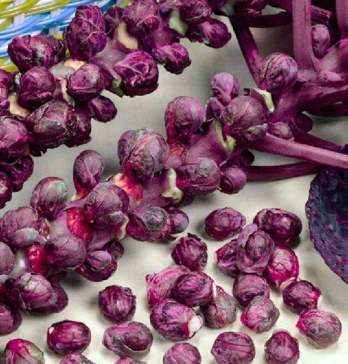 " Gói 50 "Hạt giống bắp cải tím mini ( bắp cải tí hon tím ) [Seeds]