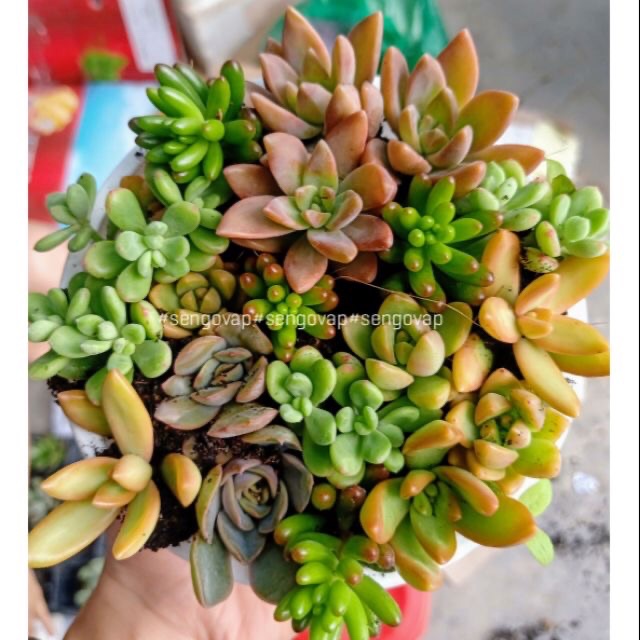 Combo 10cây sen đá mini (2-3cm)