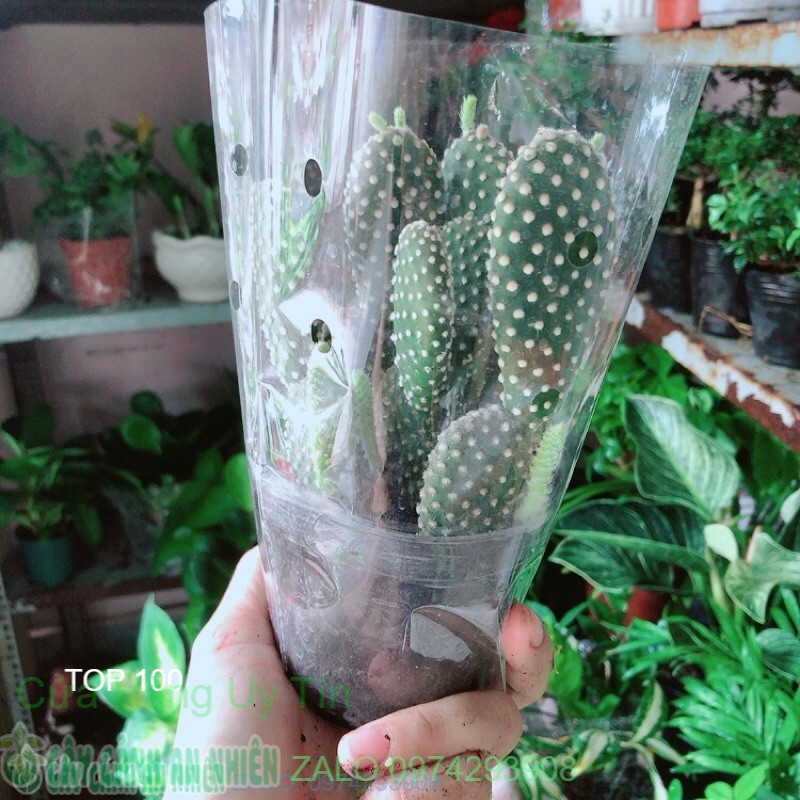Xương Rồng Tai Thỏ Trắng