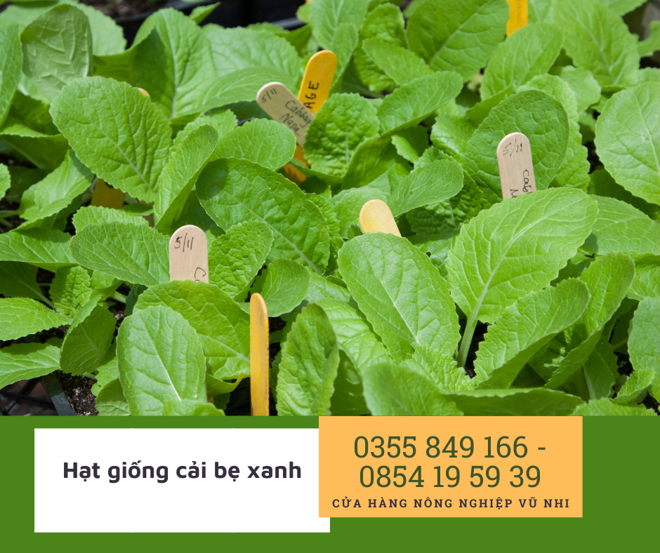 Hạt Giống Cải Bẹ Xanh Mỡ gói 20gr