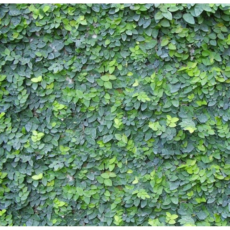 MỚI Combo 3 Bầu Cây Vảy Ốc Bám Tường (Cây Thằn Lằn)