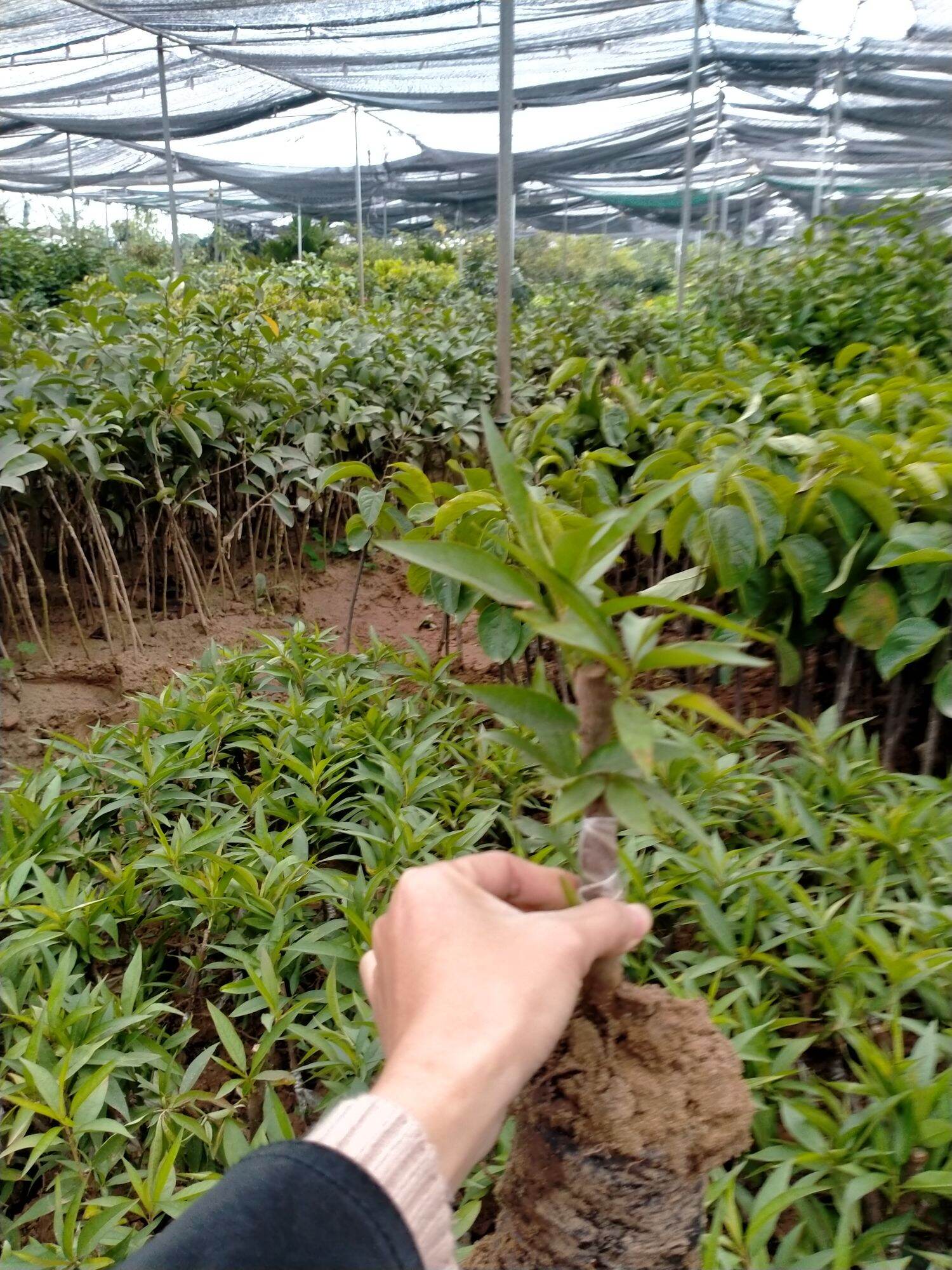 CÂY GIỐNG ĐÀO BÍCH ĐÀO PHAI TẾT CHO HOA