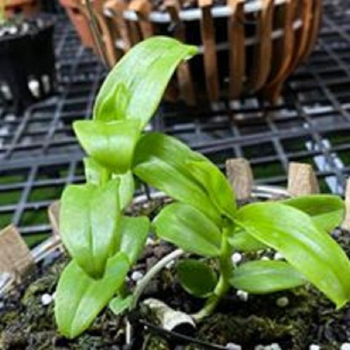 Hoa lan - trầm rừng myamar(cao 20cm, bộ rễ khỏe)