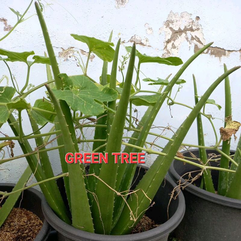 Cây giống nha đam Thái(bẹ to)