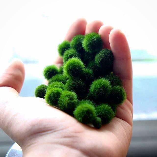 Lọ Marimo nghiêng lớn chủ đề đôi thiên nga trắng