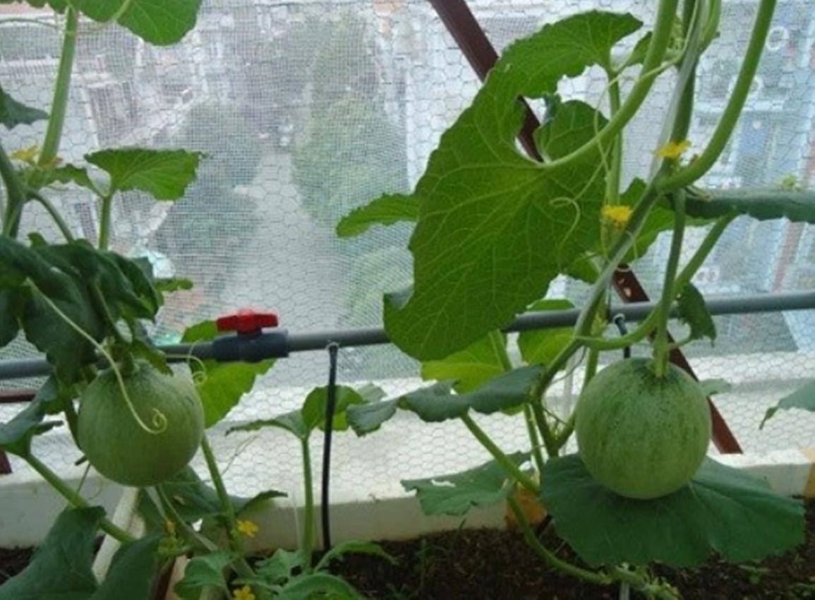 Hạt Giống Dưa Lưới - Ruột Xanh USA (Cucumis melo)