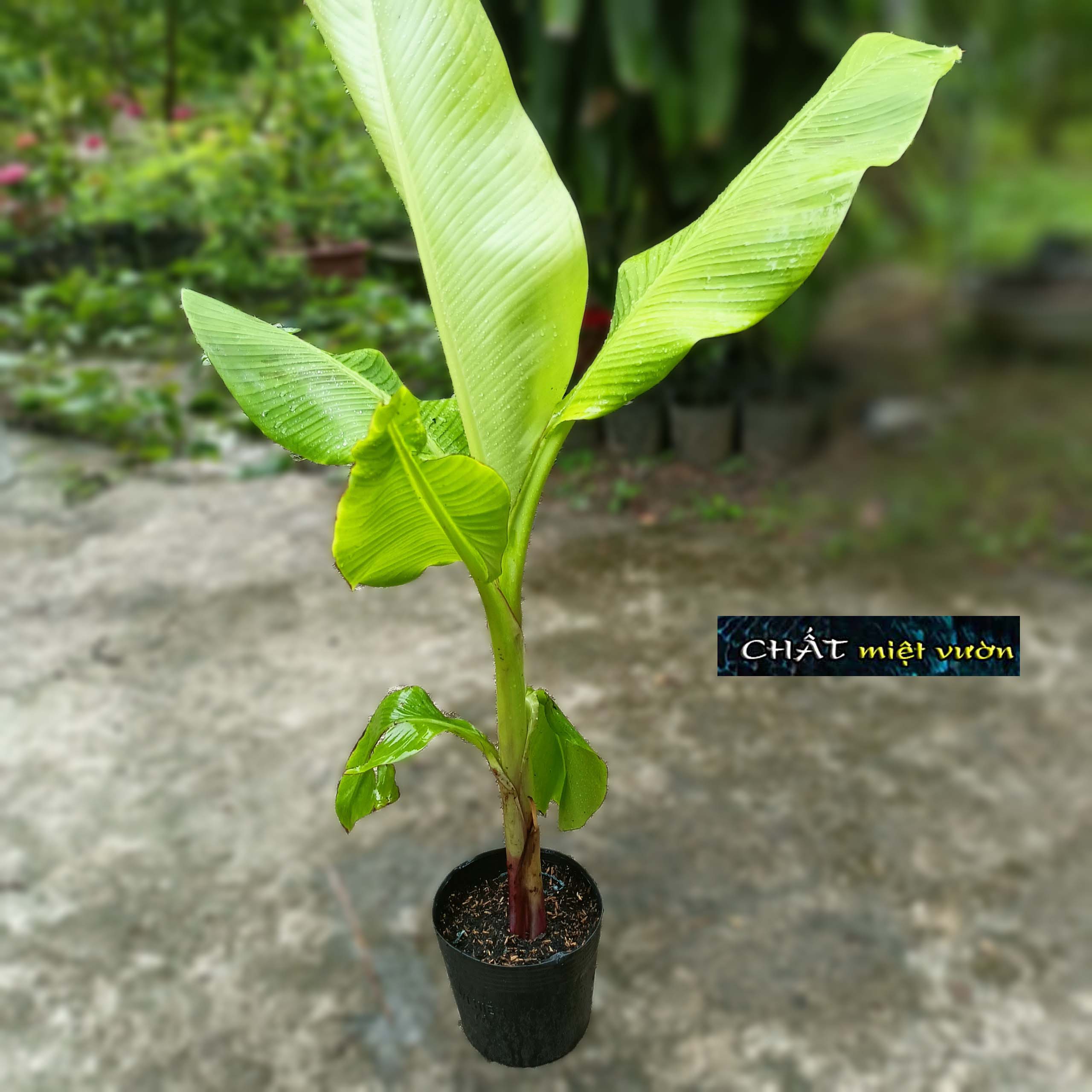 Chuối cau giống siêu trái (cây cao 30-60cm)
