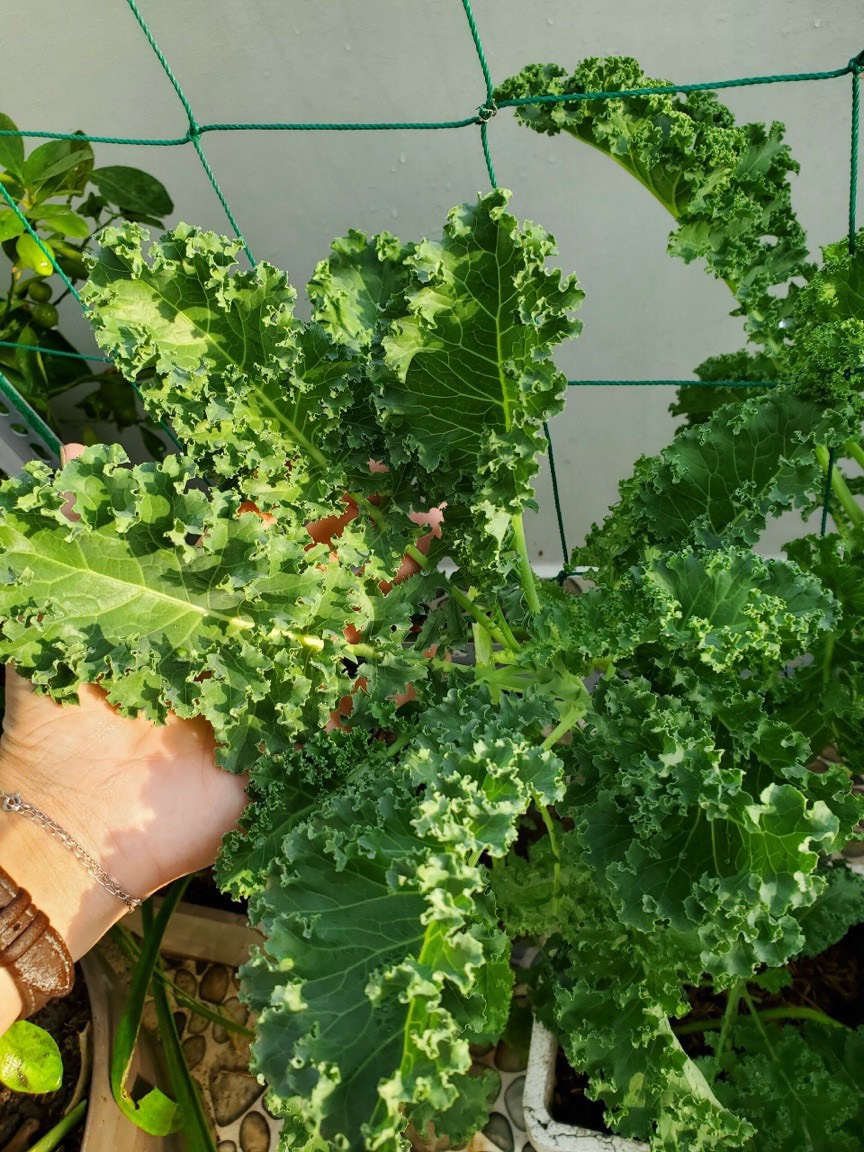 Hạt giống cải xoăn Kale rạng đông