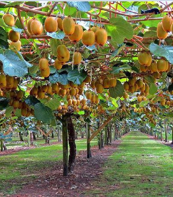 "Gói 30 Hạt " Hạt giống cây ăn trái kiwi