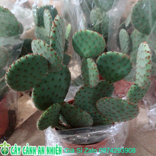 Xương rồng tai thỏ bụi lớn