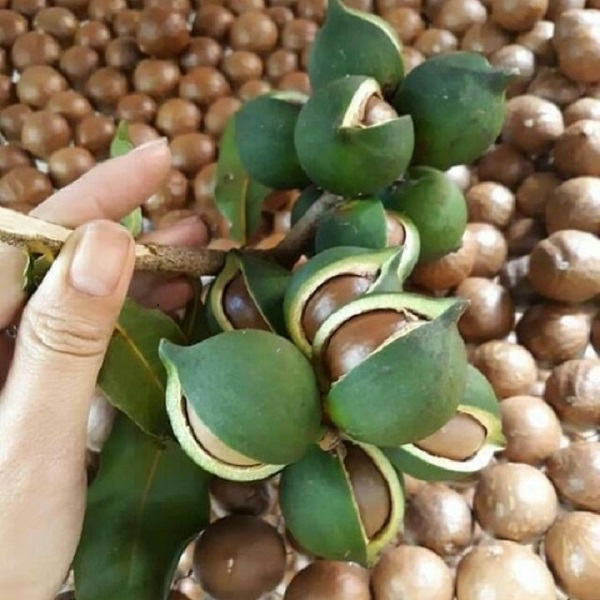 Cây giống: cây mắc ca - cam kết giống chuẩn