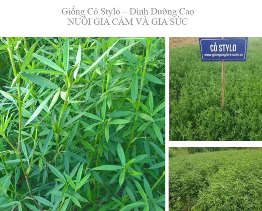 Hạt Giống Cỏ Stylo – Dinh Dưỡng Cao
