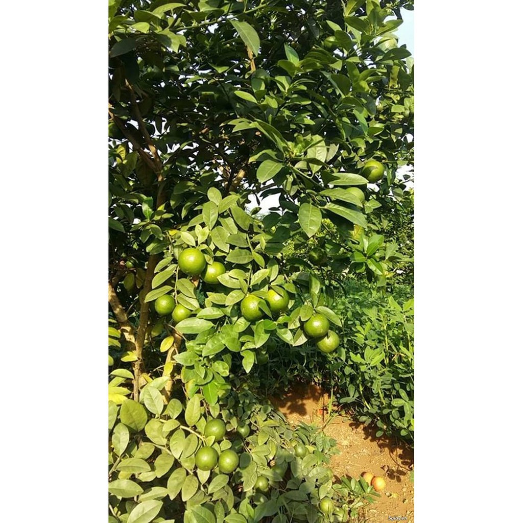 CÂY CHANH ĐÀO ( CÂY GIỐNG )