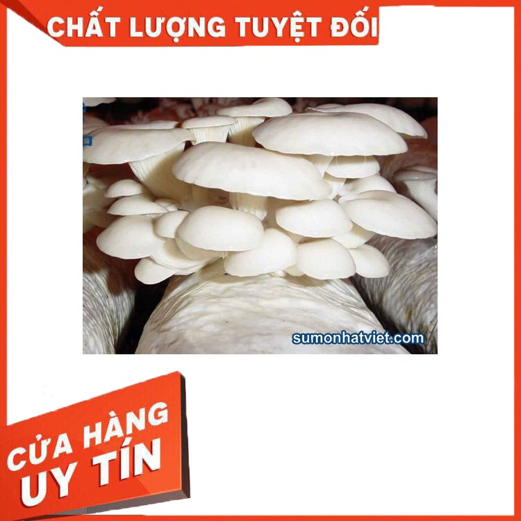 Phôi nấm bào ngư trắng