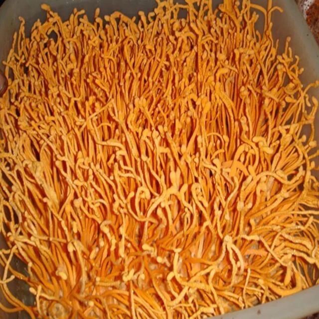 500g Đông trùng hạ thảo sấy khô