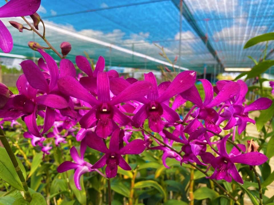 Denro Ceasar Red / Hoàng Đế Đỏ