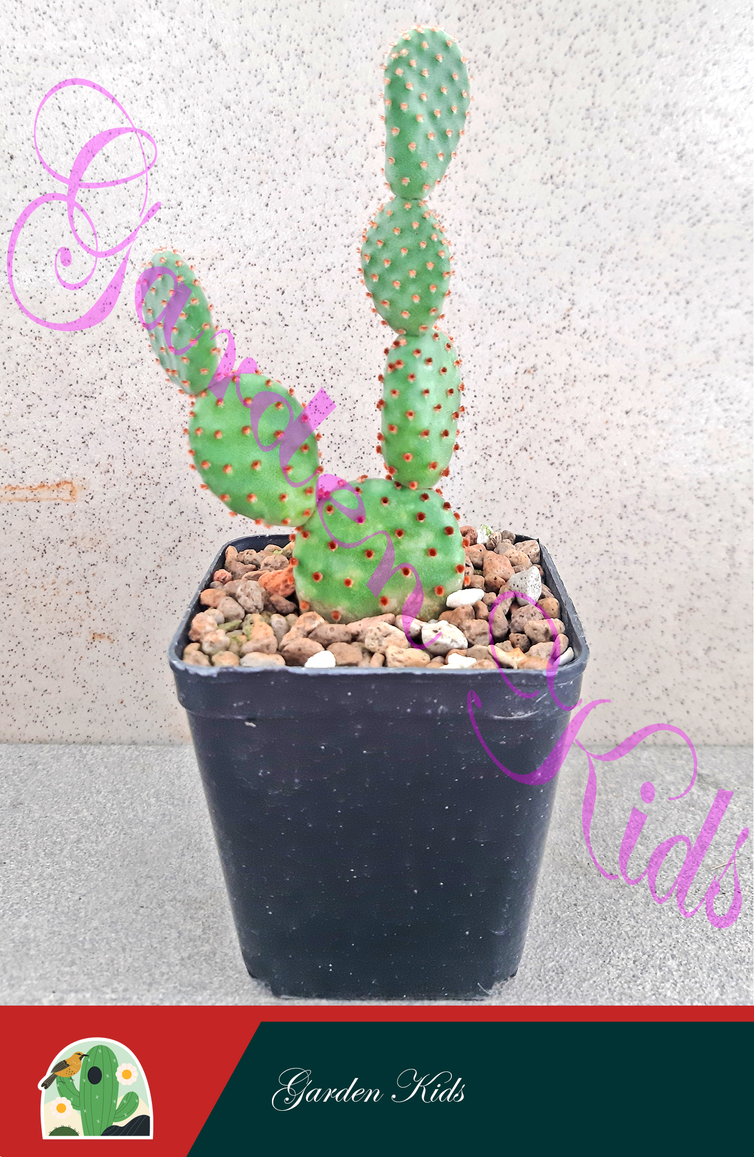 Xương rồng tai thỏ (Opuntia Aciculata)