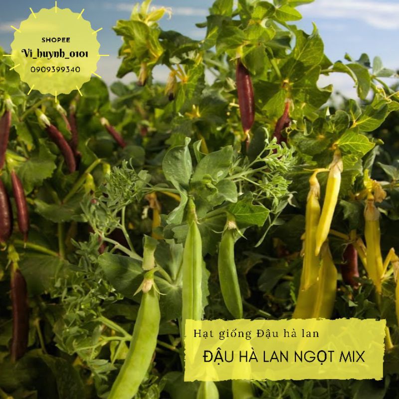 [HCM]Combo Hạt Giống Đậu Ngọt Đậu Hà Lan Giống Hữu Cơ Siêu Ngon Giàu Dinh Dưỡng Và Dễ Trồng