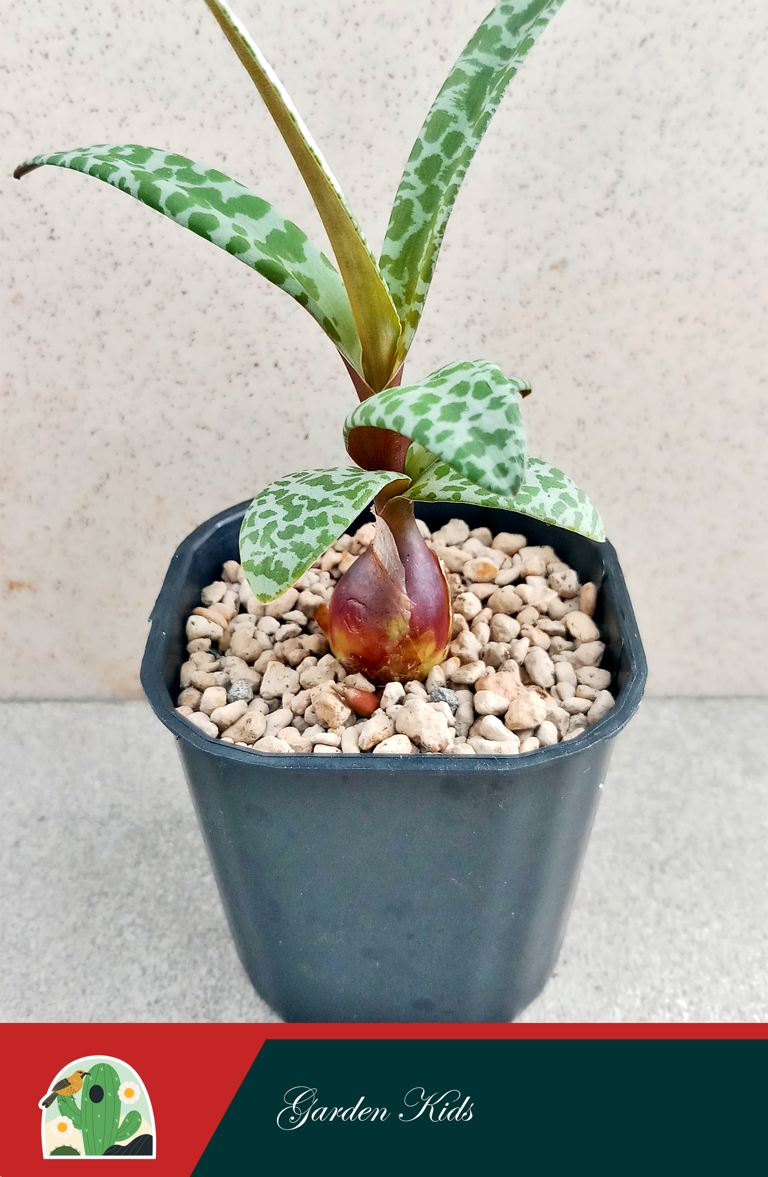Sen đá hồ lô (Silver Squill)