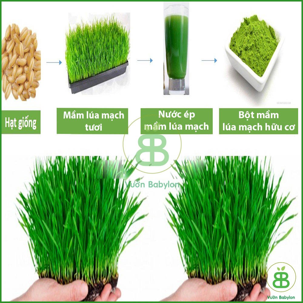 Hạt Giống Mầm Lúa Mạch( Cỏ Lúa Mì) 100GR Nảy Mầm Nhanh