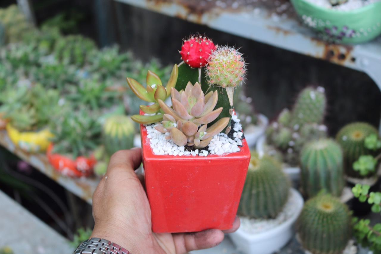 Chậu Sứ Xương Rồng Ghép